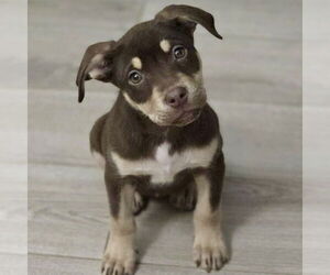 Siberian Husky-Unknown Mix Dogs for adoption in Fargo, ND, USA