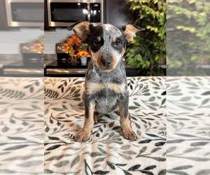 Australian Cattle Dog Puppy for sale in GREENWOOD, IN, USA