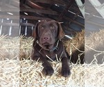 Small Photo #1 Labrador Retriever Puppy For Sale in ESCALON, CA, USA