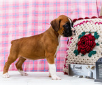 Small Photo #20 Boxer Puppy For Sale in WAKARUSA, IN, USA