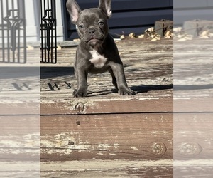 French Bulldog Puppy for sale in LOMBARD, IL, USA