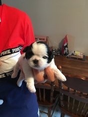 Shih Tzu Puppy for sale in DOVER, NH, USA