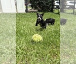 Puppy Dash Boston Terrier