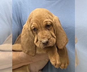 Bloodhound Puppy for sale in FORT MORGAN, CO, USA