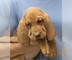 Red LM 6 - Male Bloodhound Puppy for Sale - Small photo