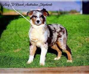 Australian Shepherd Puppy for sale in TULAROSA, NM, USA