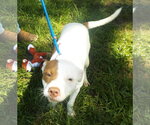 Small #1 American Pit Bull Terrier Mix