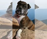 Small #10 Boxer Mix