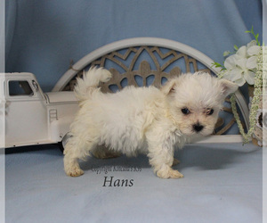 Maltese Puppy for sale in CHANUTE, KS, USA