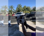 Small Photo #12 English Bulldog Puppy For Sale in OCOEE, FL, USA