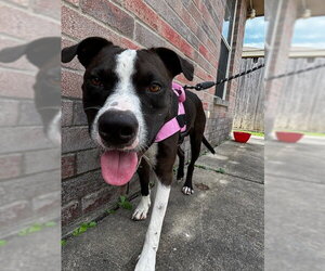 American Staffordshire Terrier Dogs for adoption in The Woodlands, TX, USA