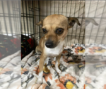 Small #5 Chihuahua Mix