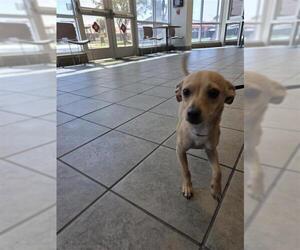 Chihuahua-Unknown Mix Dogs for adoption in San Antonio, TX, USA