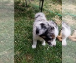 Small Photo #9 Australian Shepherd Puppy For Sale in WILLIAMSBURG, CO, USA