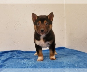 Shiba Inu Puppy for sale in CLARK, MO, USA