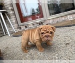 Small #3 English Bulldog
