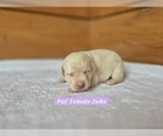 Small Photo #115 Labrador Retriever Puppy For Sale in EDGEWOOD, TX, USA