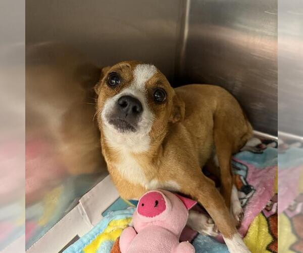 Medium Photo #3 Chihuahua-Unknown Mix Puppy For Sale in San Antonio, TX, USA