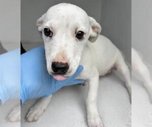 Mutt Dogs for adoption in Houston, TX, USA