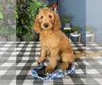Small Photo #1 Goldendoodle Puppy For Sale in GREENWOOD, IN, USA