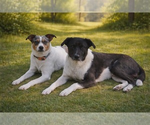 Marley - Maybe Me? - Female Mutt Dog for Adoption - Photo #10