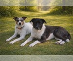 Small Photo #10 Mutt Puppy For Sale in Oakhurst, NJ, USA