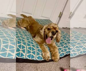 Cocker Spaniel Dogs for adoption in Belleuve, NE, USA