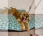 Small Cocker Spaniel
