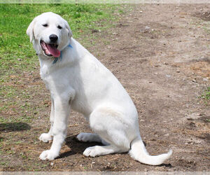 Akbash Dog Puppy for sale in HOLLAND, MI, USA