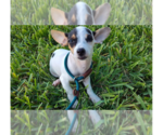 Small #1 Chihuahua Mix