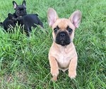 Puppy Puppy 4 French Bulldog