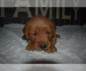 Golden Retriever Puppy for sale in FLOWER MOUND, TX, USA