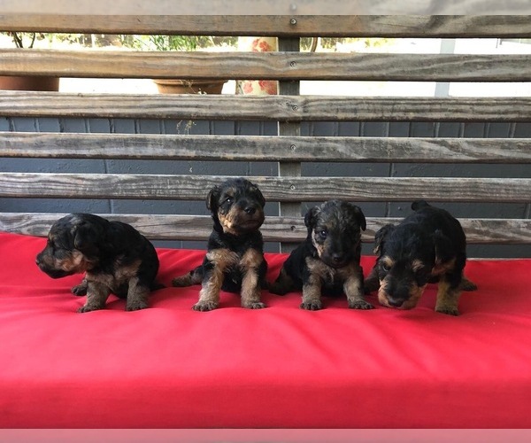Medium Photo #1 Welsh Terrier Puppy For Sale in DRY BRANCH, GA, USA