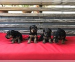 Small Photo #1 Welsh Terrier Puppy For Sale in DRY BRANCH, GA, USA