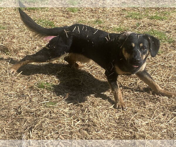 Medium Photo #2 Shepradors Puppy For Sale in Sparta, TN, USA