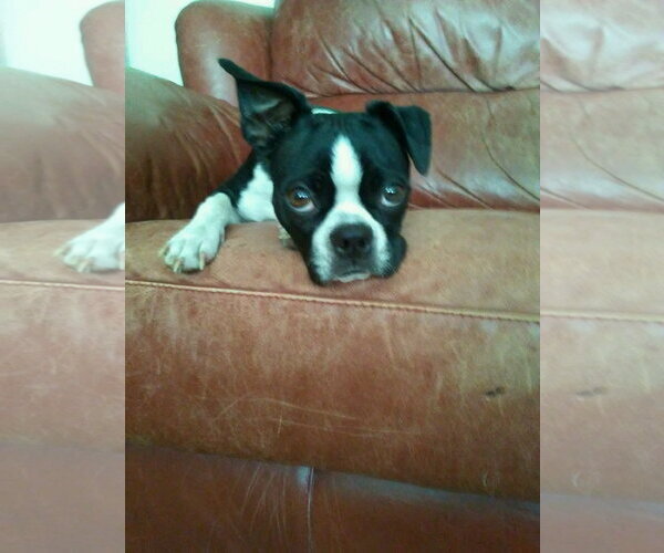 Medium Photo #4 Boston Terrier Puppy For Sale in Buffalo, MN, USA