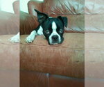 Small #3 Boston Terrier