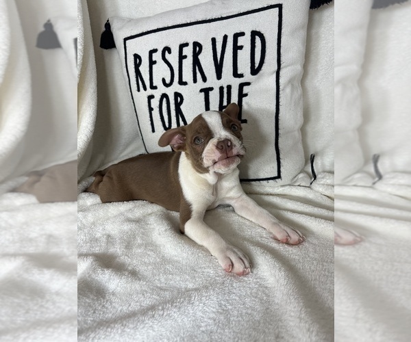 Medium Photo #5 Boston Terrier Puppy For Sale in GREENFIELD, IN, USA