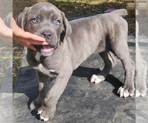 Cane Corso Puppy for sale in TALLAHASSEE, FL, USA