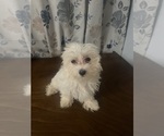 Small #10 Maltese