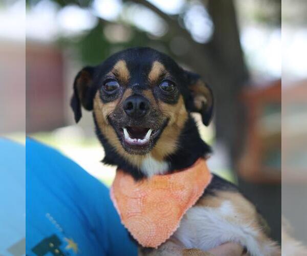 Medium Photo #1 Chihuahua-Unknown Mix Puppy For Sale in San Antonio, TX, USA