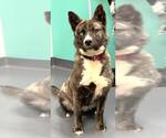 Small #3 Labrador Retriever Mix