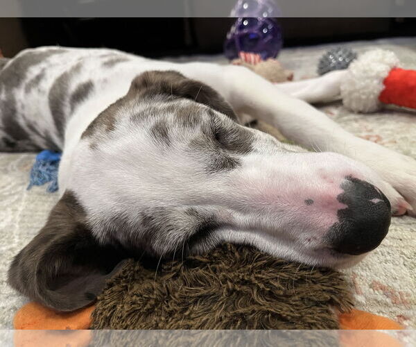 Medium Photo #9 Australian Shepherd-Unknown Mix Puppy For Sale in Wakefield, RI, USA