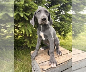 Great Dane Puppy for sale in MIDDLEBURY, IN, USA