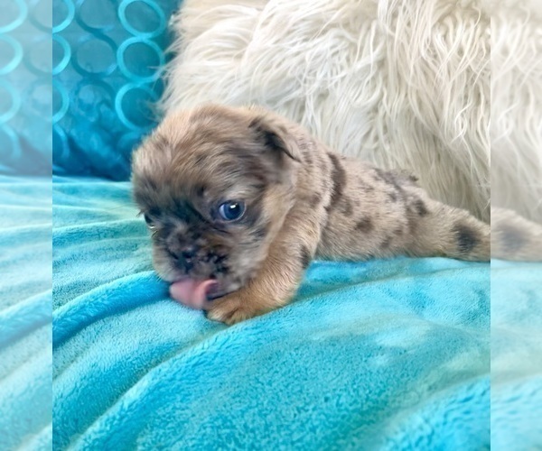 Medium Photo #5 English Bulldog Puppy For Sale in SEATTLE, WA, USA