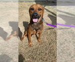 Small Photo #2 Rhodesian Ridgeback-Unknown Mix Puppy For Sale in Corpus Christi, TX, USA