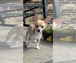 Chihuahua Puppy for sale in MOUNT WASHINGTON, KY, USA
