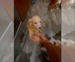 Small #7 Golden Retriever Mix