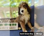 Small Photo #4 Bernedoodle-Poodle (Standard) Mix Puppy For Sale in ARAGON, GA, USA