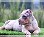 Small Photo #3 American Bully Puppy For Sale in CLEVELAND, GA, USA